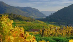 Plus qu’un moment convivial entre amis ou en famille, le vin est un ambassadeur de la culture française. L’authenticité des terroirs, la diversité des cépages et la technicité du savoir-faire parfument l’influence culturelle française. Pourtant, pour maintenir son leadership, la France se doit d’anticiper et de relever les défis économiques et climatiques qui s’imposent. 