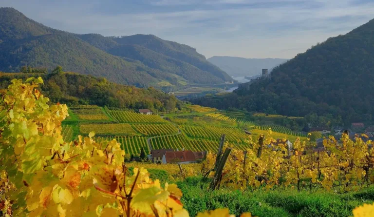 Plus qu’un moment convivial entre amis ou en famille, le vin est un ambassadeur de la culture française. L’authenticité des terroirs, la diversité des cépages et la technicité du savoir-faire parfument l’influence culturelle française. Pourtant, pour maintenir son leadership, la France se doit d’anticiper et de relever les défis économiques et climatiques qui s’imposent. 